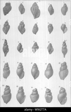 Image d'archive à partir de la page 344 du Gasteropoda et des céphalopodes de l' Banque D'Images