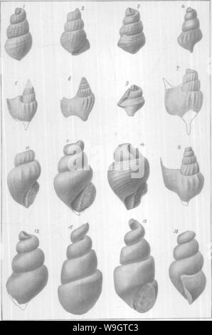 Image d'archive à partir de la page 347 du Gasteropoda et des céphalopodes de l' Banque D'Images
