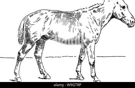 Image d'archive à partir de la page 357 de points du cheval ; un Banque D'Images