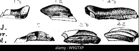 Image d'archive à partir de la page 358 d'un dictionnaire des fossiles Banque D'Images