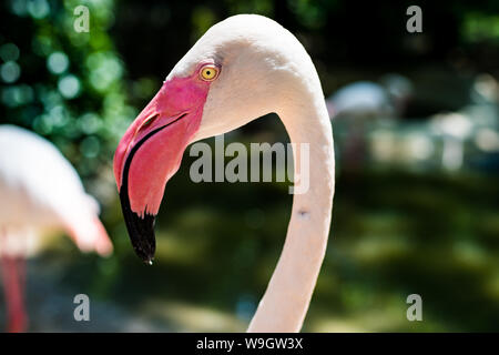 Portrait d'un flamant rose. Le concept d'animaux au zoo en Thaïlande. Banque D'Images