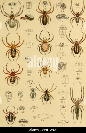 Image d'archive à partir de la page 364 de l'American araignées et leurs spinning Banque D'Images