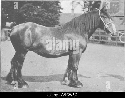 Image d'archive à partir de la page 364 de points du cheval ; un Banque D'Images