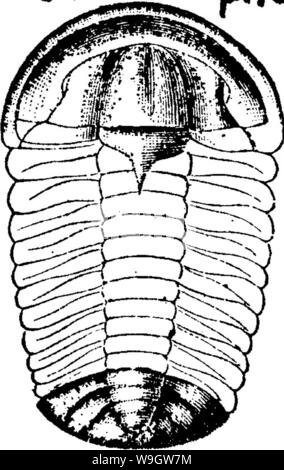 Image d'archive à partir de la page 366 d'un dictionnaire des fossiles Banque D'Images