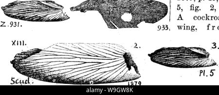 Image d'archive à partir de la page 366 d'un dictionnaire des fossiles Banque D'Images