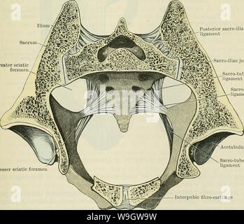 Image d'archive à partir de la page 368 de Cunningham's Text-book d'anatomie (1914). Cunningham's Text-book d'anatomie cunninghamstextb00cunn Année : 1914 ('articulation sacro-iliaque. 335 (c) ceux par lesquels le sacrum s'articule avec la dernière vertèbre lombaire (lombo-sacrée des articulations) ; (d) ceux par lesquels l'os de la hanche sont attachés à la colonne vertébrale (sacro-iliaques des articulations) ; (e) que par ce qui l'os de la hanche sont attachés l'un à l'autre (la symphyse pubienne). SACROLUMBALES ARTICULATIONES. Lombo-sacrée joints.-l'articulation du sacrum avec la cinquième vertèbre lombaire est construite précisément sur le principe de l'articul Banque D'Images