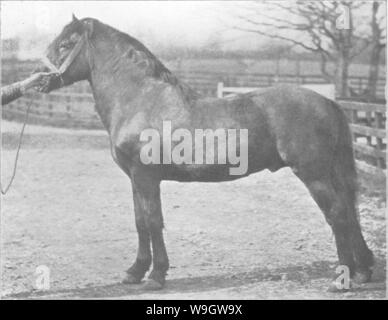 Image d'archive à partir de la page 367 de points du cheval ; un Banque D'Images