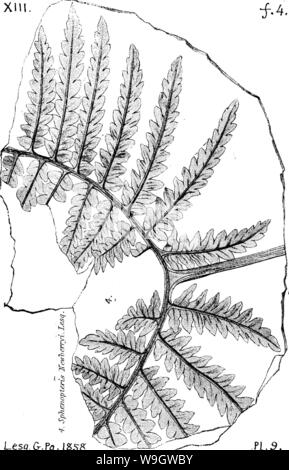 Image d'archive à partir de la page 369 d'un dictionnaire des fossiles Banque D'Images