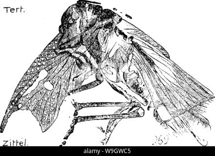 Image d'archive à partir de la page 369 d'un dictionnaire des fossiles Banque D'Images