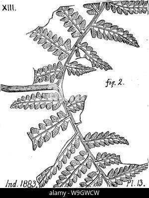 Image d'archive à partir de la page 370 d'un dictionnaire des fossiles Banque D'Images