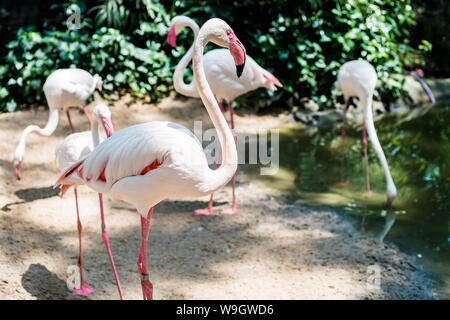 Flamants Roses sur le lac. Le concept d'animaux au zoo en Thaïlande Banque D'Images