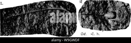 Image d'archive à partir de la page 371 d'un dictionnaire des fossiles Banque D'Images