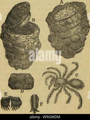 Image d'archive à partir de la page 371 de l'architecture d'insectes (1846) Banque D'Images