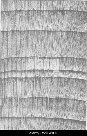 Image d'archive à partir de la page 373 du bois ; un manuel de la Banque D'Images