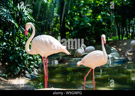 Flamants Roses sur le lac. Le concept d'animaux au zoo en Thaïlande Banque D'Images