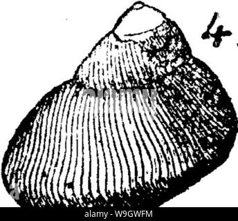 Image d'archive à partir de la page 374 d'un dictionnaire des fossiles Banque D'Images