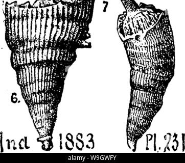 Image d'archive à partir de la page 373 d'un dictionnaire des fossiles Banque D'Images