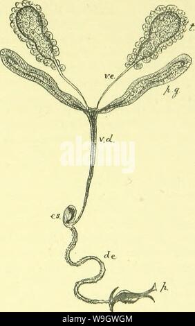 Image d'archive à partir de la page 374 de l'anatomie, la physiologie, la morphologie et Banque D'Images