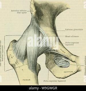 Image d'archive à partir de la page 374 du texte du Cunningham-livre d'anatomie (1914). Cunningham's Text-book d'anatomie cunninghamstextb00cunn Année : 1914 ( LE HIP-JOIXT. 341 épine iliaque antéro inférieur une certaine proportion d'entre eux peut être imputée à la partie basse du col du fémur, où ils jouxtent la fixation distale du ligament ilio-fémoral. (3) Gal. Ischiocapsulare.-de la symphyse ischio-ligament capsulaire se compose d'une large bande de court-circuit, les fibres longitudinales assez forte, qui, par leurs extrémités proximales, sont attachés à l'ischion entre le moindre nerf sciatique cran et le foramen obturé, tandis que Banque D'Images