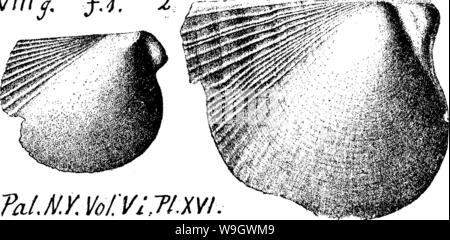 Image d'archive à partir de la page 377 d'un dictionnaire des fossiles Banque D'Images