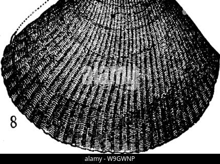 Image d'archive à partir de la page 379 d'un dictionnaire des fossiles Banque D'Images