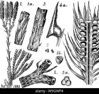 Image d'archive à partir de la page 379 d'un dictionnaire des fossiles