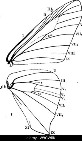 Image d'archive à partir de la page 381 d'un manuel pour l'étude Banque D'Images