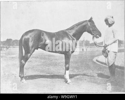 Image d'archive à partir de la page 382 de points du cheval ; un Banque D'Images