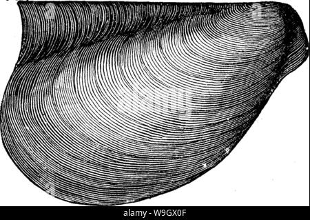 Image d'archive à partir de la page 384 d'un dictionnaire des fossiles Banque D'Images