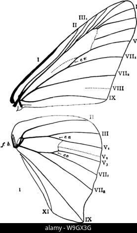 Image d'archive à partir de la page 385 d'un manuel pour l'étude Banque D'Images