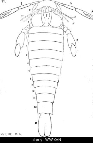 Image d'archive à partir de la page 391 d'un dictionnaire des fossiles