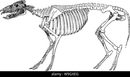 Image d'archive à partir de la page 394 de points du cheval ; un Banque D'Images