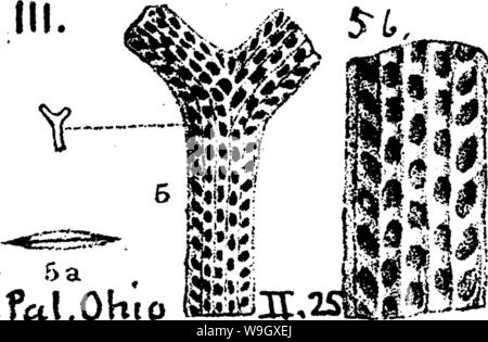 Image d'archive à partir de la page 394 d'un dictionnaire des fossiles Banque D'Images