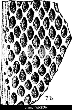 Image d'archive à partir de la page 395 d'un dictionnaire des fossiles