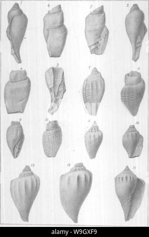 Image d'archive à partir de la page 395 du Gasteropoda et des céphalopodes de l'