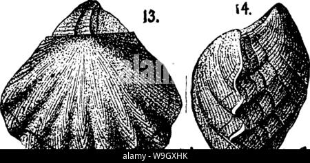 Image d'archive à partir de la page 397 d'un dictionnaire des fossiles Banque D'Images