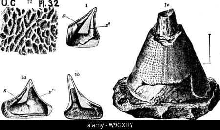 Image d'archive à partir de la page 397 d'un dictionnaire des fossiles Banque D'Images