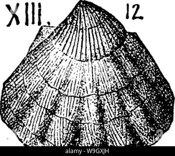 Image d'archive à partir de la page 397 d'un dictionnaire des fossiles Banque D'Images