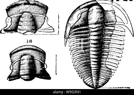 Image d'archive à partir de la page 399 d'un dictionnaire des fossiles