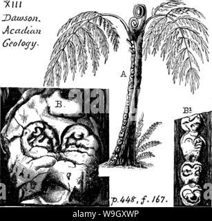 Image d'archive à partir de la page 403 d'un dictionnaire des fossiles Banque D'Images