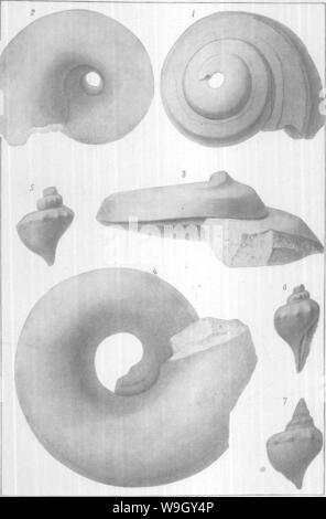 Image d'archive à partir de la page 410 de Gasteropoda et des céphalopodes de l'