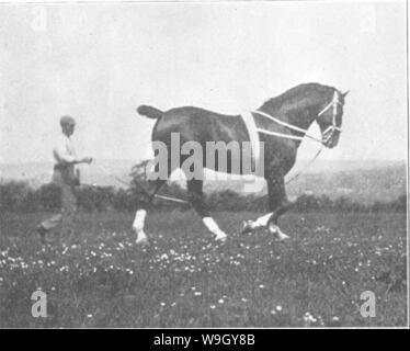 Image d'archive à partir de la page 414 de points du cheval ; un Banque D'Images