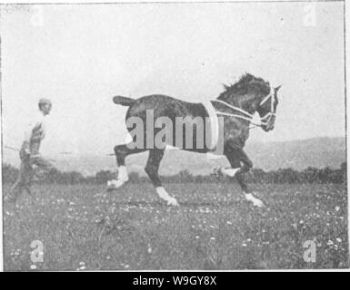 Image d'archive à partir de la page 414 de points du cheval ; un Banque D'Images