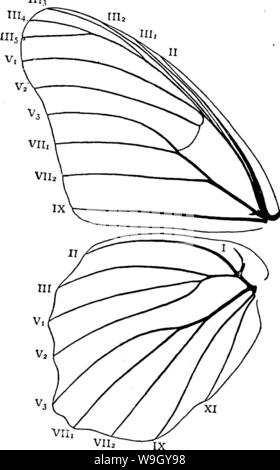 Image d'archive à partir de la page 414 d'un manuel pour l'étude Banque D'Images