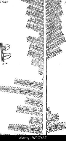 Image d'archive à partir de la page 415 d'un dictionnaire des fossiles Banque D'Images