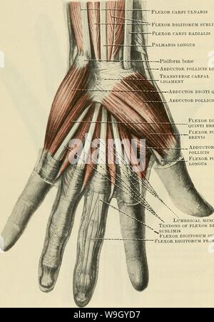 Image d'archive à partir de la page 417 de Cunningham's Text-book d'anatomie (1914). Cunningham's Text-book d'anatomie cunninghamstextb00cunn Année : 1914 ( 384 MUSCULAE LE SYSTÈME. ance. 'Flexor carpi ulnaris -'  = 1-sublimis court fléchisseur radial deuxième Palmar est fléchisseur de l'orteil ---l'os Pisiforme ravisseur abducteur du pouce ligament carpien Transverse longus -ravisseur digiti quinti ravisseur Flexor digiti quinti abducteur du pouce brevis brevis muscle abducteur du pouce 'brevis muscle abducteur du pouce abducteur du pouce fléchisseur longus longus radiales et brevis, (3) de l'extenseur commun des orteils, l'abducteur du pouce (4) de l'extensor digitorum communis et extensor indicis proprius, ( Banque D'Images