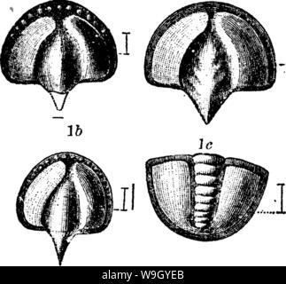 Image d'archive à partir de la page 420 d'un dictionnaire des fossiles Banque D'Images