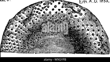 Image d'archive à partir de la page 420 d'un dictionnaire des fossiles Banque D'Images