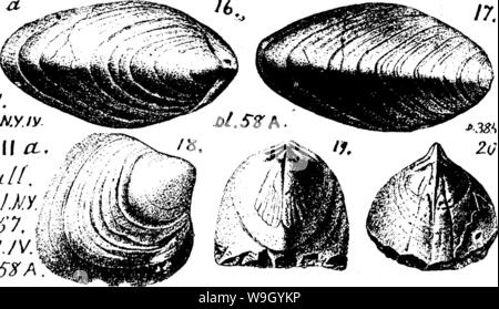 Image d'archive à partir de la page 424 d'un dictionnaire des fossiles