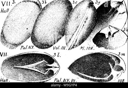 Image d'archive à partir de la page 425 d'un dictionnaire des fossiles